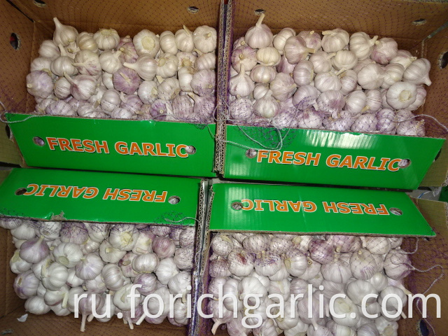 Normal Fresh White Garlic